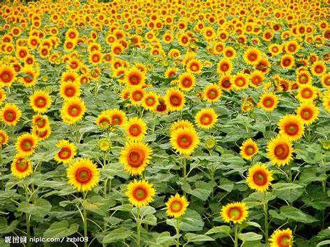 sunflow picture
